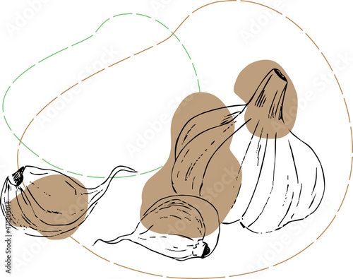 illustration contour garlic and color accents. Vector illustration