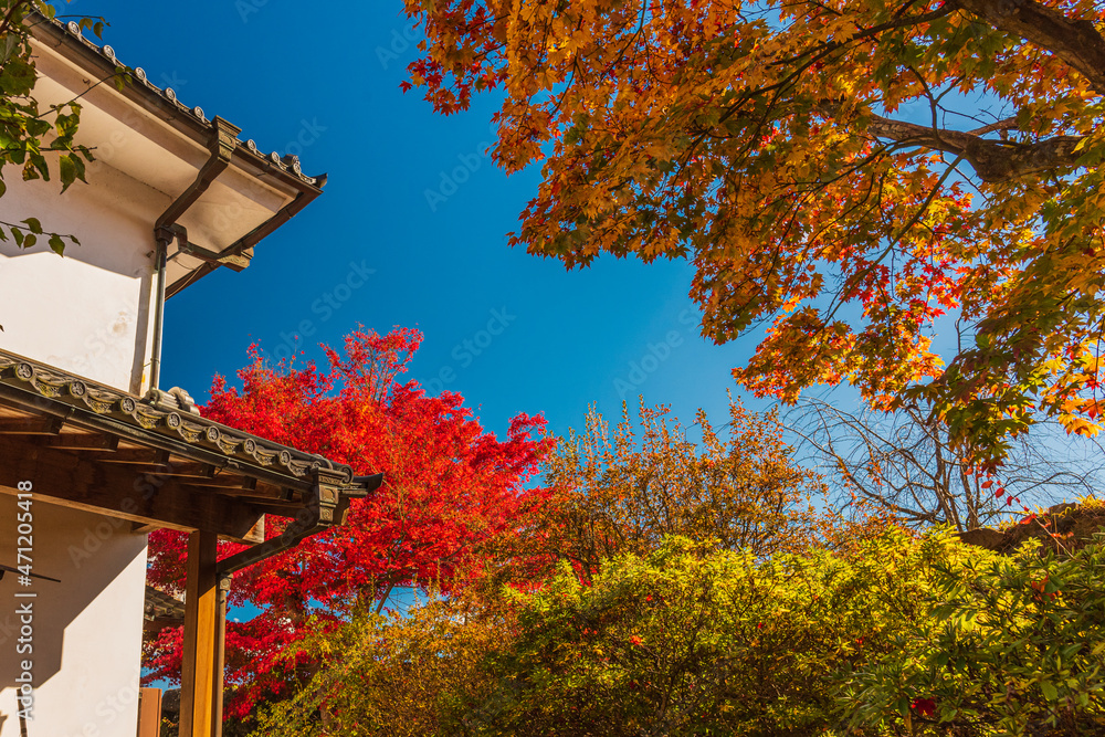 Fantastic autumn leaves in Japan.