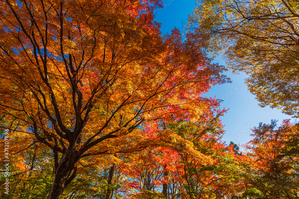 Fantastic autumn leaves in Japan.