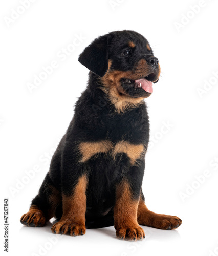 puppy rottweiler in studio