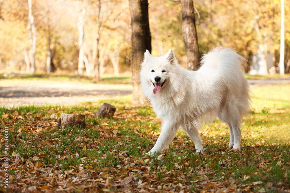 Cute Samoyed dog in autumn park Cute Samoyed dog in autumn park