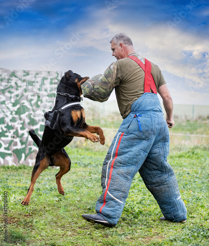 training of  rottweiler