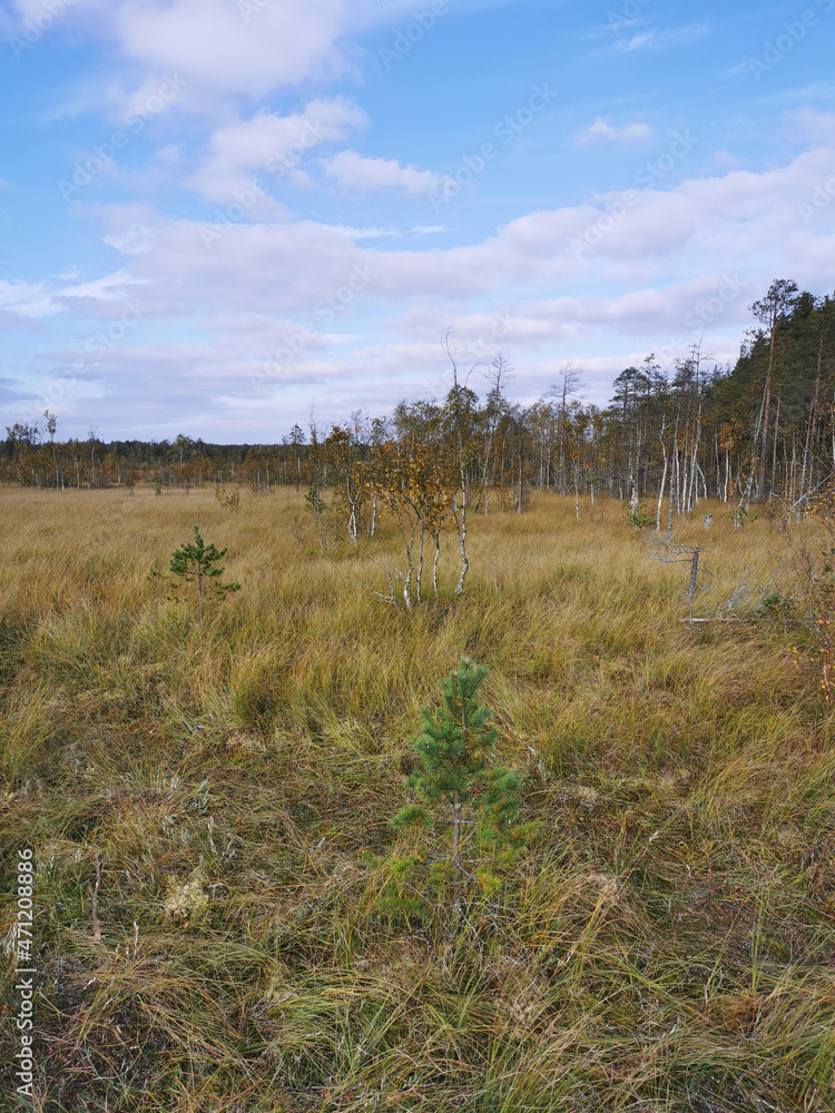 Thin small birches and pines growing in the swamp, among the grass against the background of the forest and the sky with clouds.