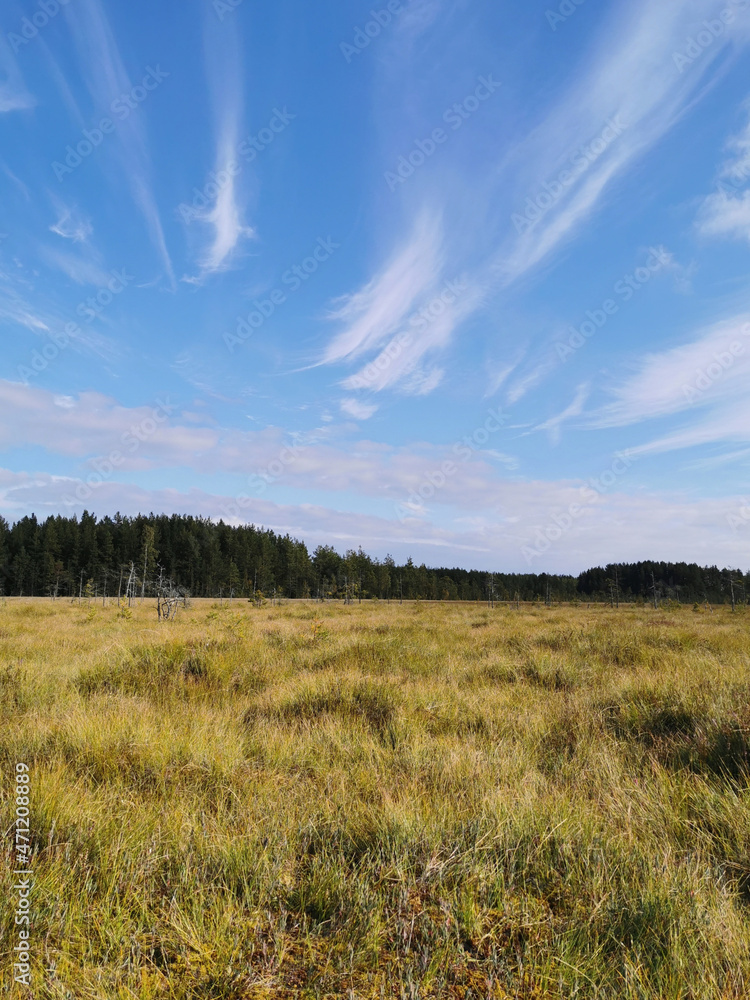 View of the swamp, where tall grass and trees grow against the background of the sky with beautiful clouds.