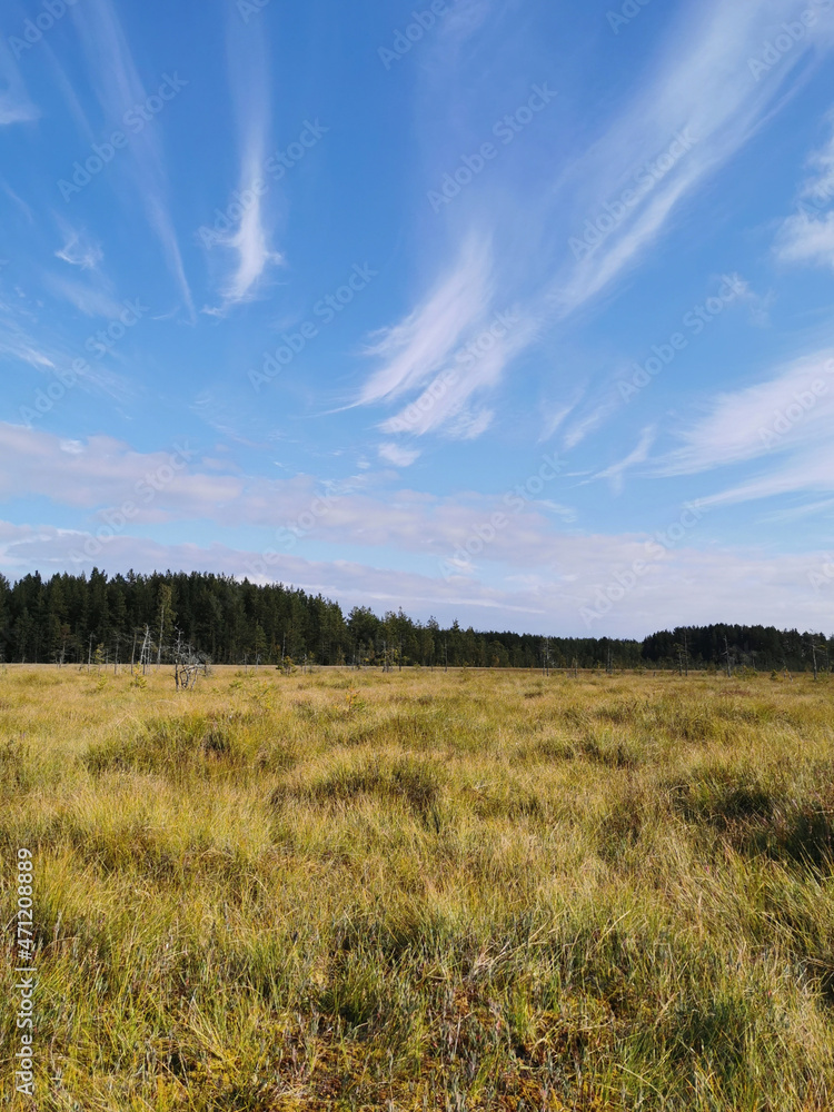 Fototapeta premium View of the swamp, where tall grass and trees grow against the background of the sky with beautiful clouds.