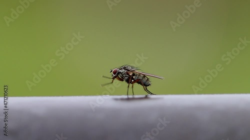 Wallpaper Mural A fly cleaning itself while perched on farm gate. Wales. UK Torontodigital.ca