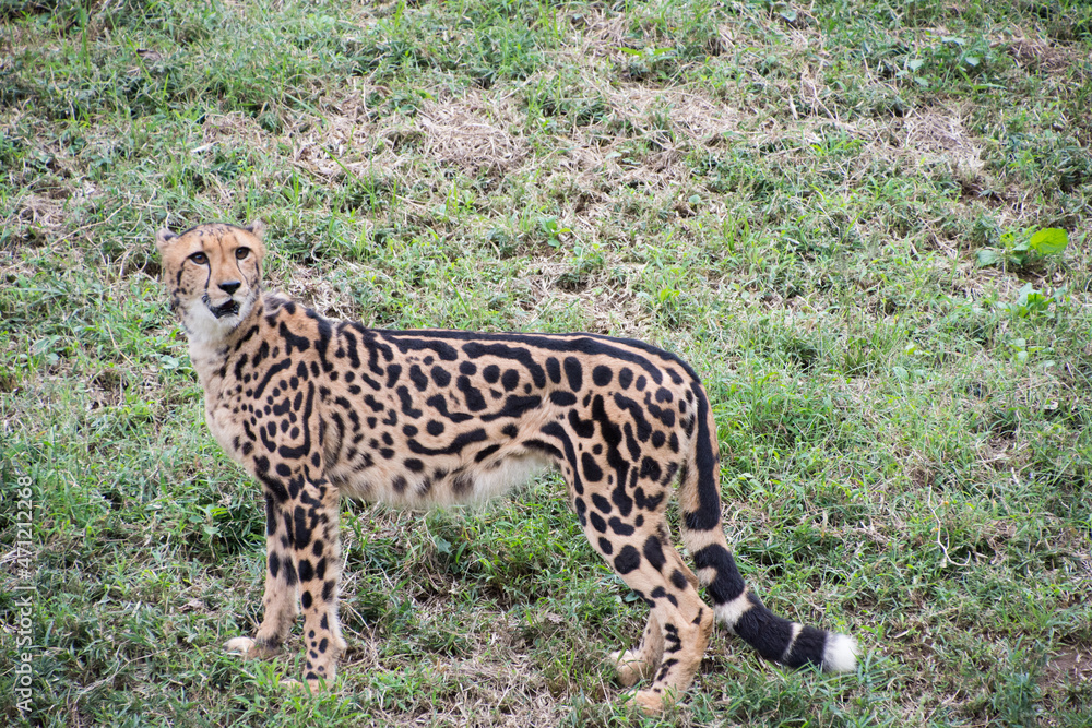 Naklejka premium チーター