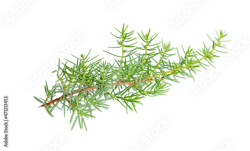 Juniper green branch isolated on white background