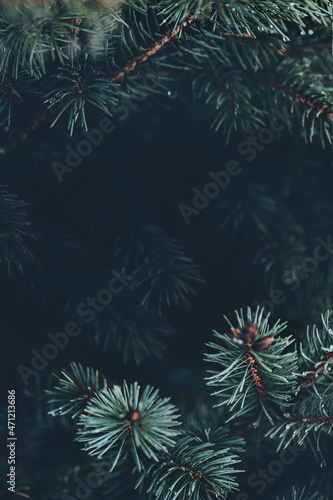 Valokuvatapetti Beautiful Christmas Background with green pine tree brunch close up