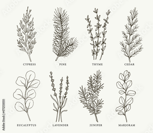 Set of hand drawn essential oil plants