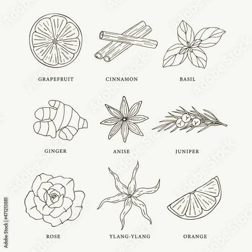 Line art essential oil plants