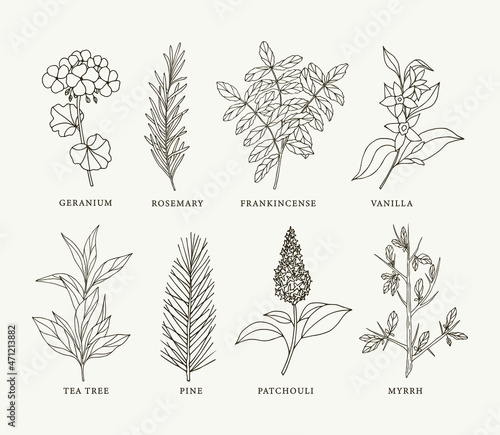 Canvas-taulu Sketch essential oil plants
