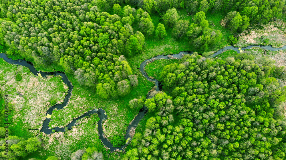 Winding river between forest. Ecologically clean area of the planet. Aerial view from drone.