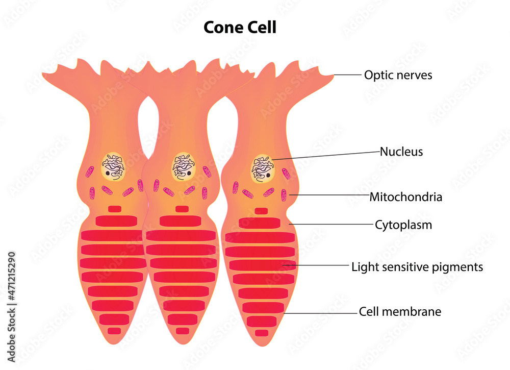 labeled structure of cone cell (Cone cell anatomy) Stock Vector Adobe