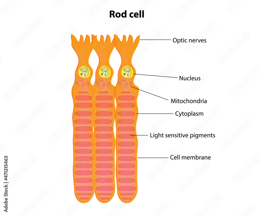rod cell anatomy (labeled structure of rod cell) Stock Vector Adobe Stock