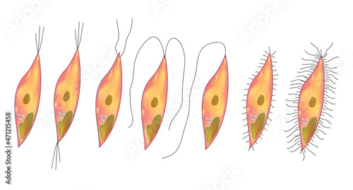 classification of flagella ( flagella classification)