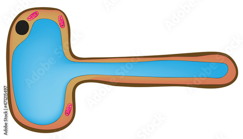 Fotografie Biological anatomy of root cell (root cell structure)