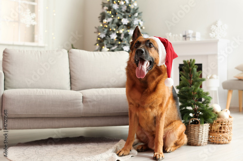 Cute German Shepherd dog in Santa hat at home on Christmas eve