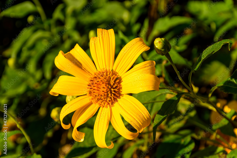 Tree Marigold or Maxican Sunflower which has yellow color bloom on the tree Tree Marigold or Maxican Sunflower which has yellow color bloom on the tree