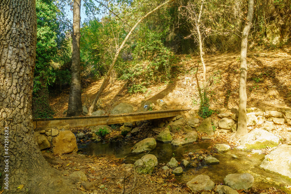 custom made wallpaper toronto digitalWater and fall foliage, in the Amud Stream Nature Reserve,