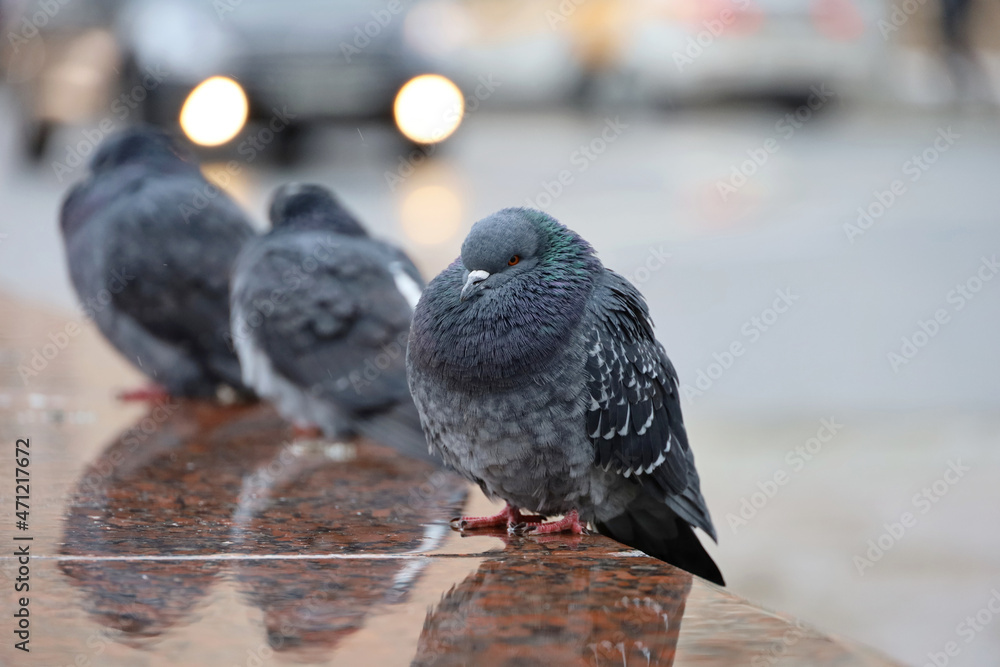 Obraz premium Cold weather, three pigeons sitting on stone parapet on city street. Doves on blurred cars background, freezing birds at winter