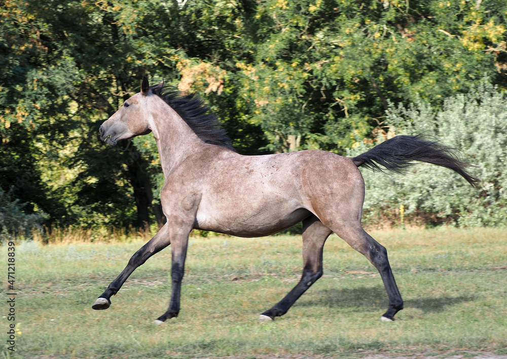 A young warmblood mare of gray color gallops across the field A young warmblood mare of gray color gallops across the field