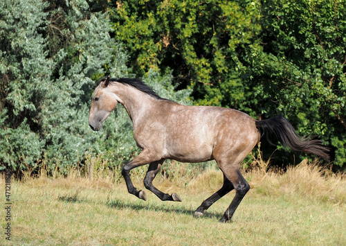 A young warmblood mare of gray color  gallops across the field