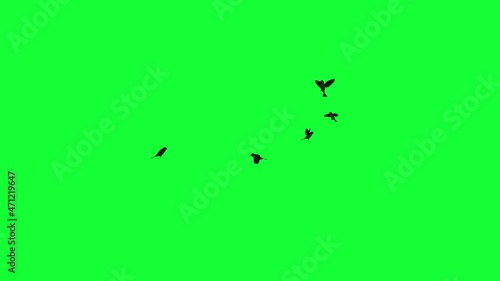 animation - Flock of Birds Flying on Green Screen
