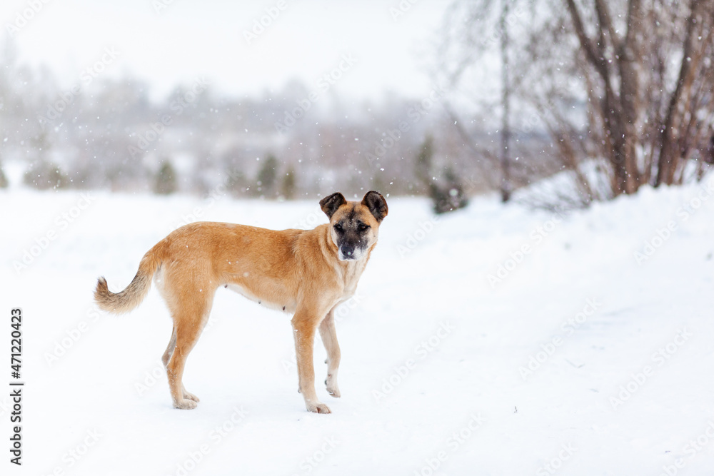 A cheerful and kind dog walks in the park in winter, plays in the snow. A woman strokes and plays with a brown and white dog in a city park in winter.