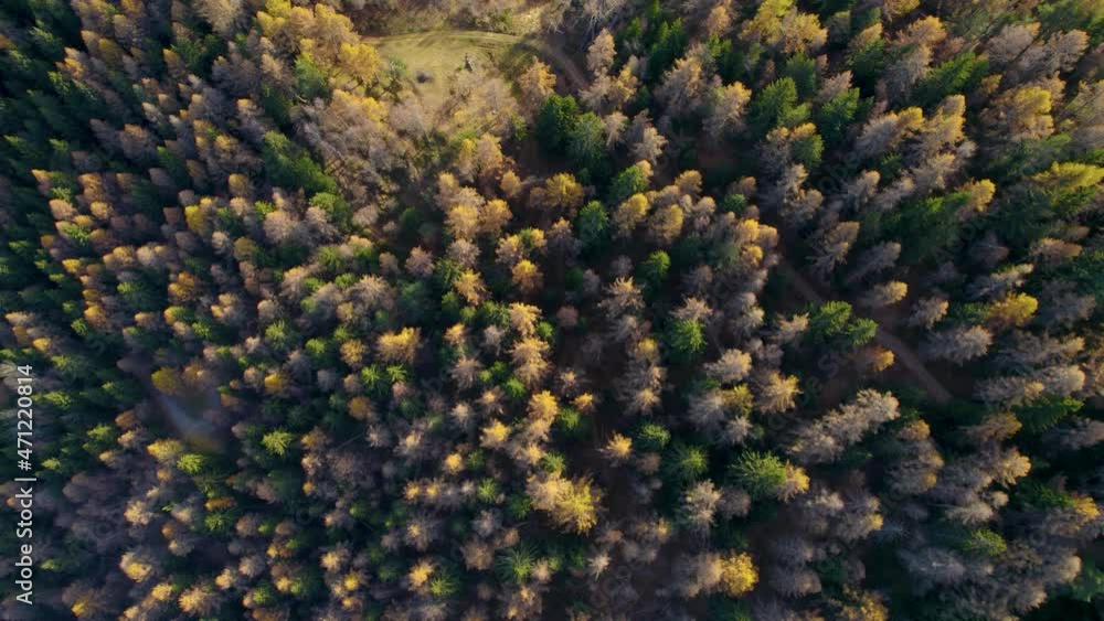 Top down, forest, orange autumn, cloudy Top down, forest, orange autumn, cloudy