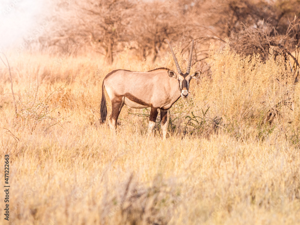 Gemsbok antelope in the yellow grass