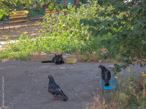 An Experienced Black Cat and Two Pigeons Watch Each Other Wary photo