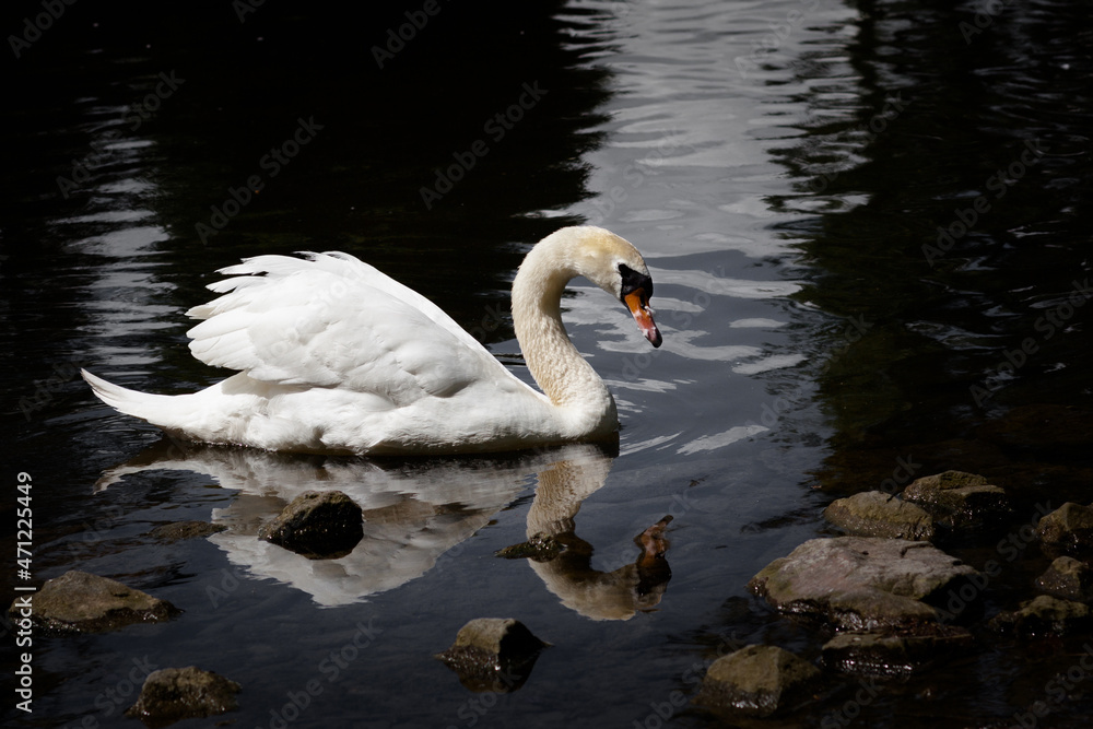 Naklejka premium swan on the lake