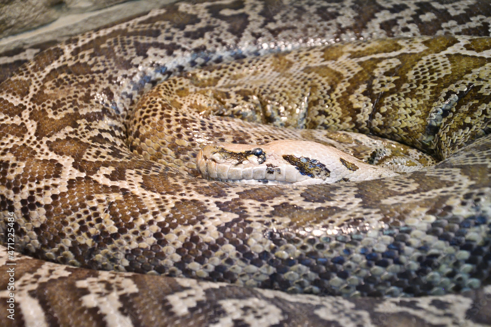 The tiger python (Latin Python molurus) is a large non-venomous snake from the genus of real pythons The tiger python (Latin Python molurus) is a large non-venomous snake from the genus of real pythons