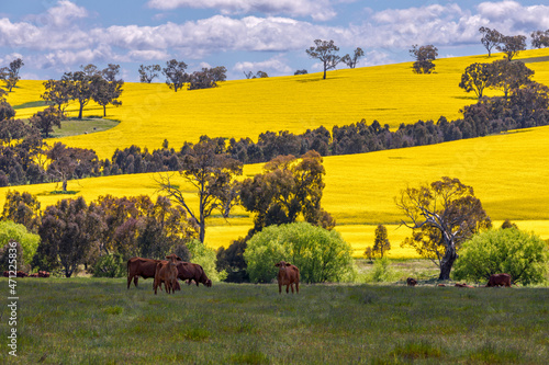 Harden Canola