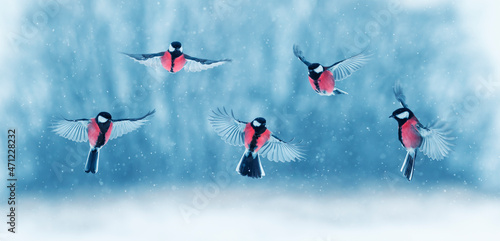 colorful birds with red breasts fly in the winter park among falling snowflakes