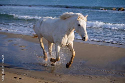 Cheval sauvage courant sur la plage.