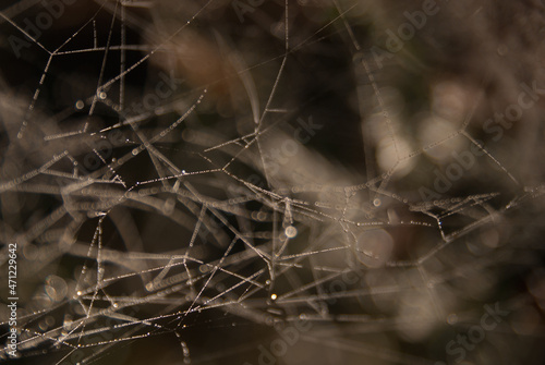Abstract spider web detail with tiny droplets of water.