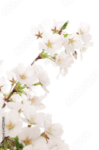 白背景の桜のクローズアップ