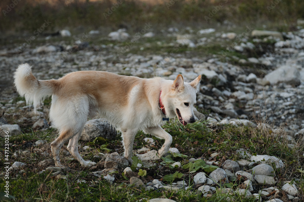 Obraz premium Kind domestic dog with red collar. Cute young mongrel dog of white red color walks in nature. A half breed of white Swiss shepherd and husky.