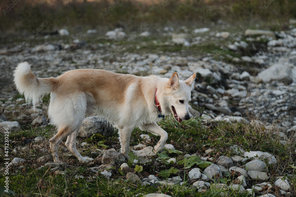 Kind domestic dog with red collar. Cute young mongrel dog of white red color walks in nature. A half breed of white Swiss shepherd and husky.
