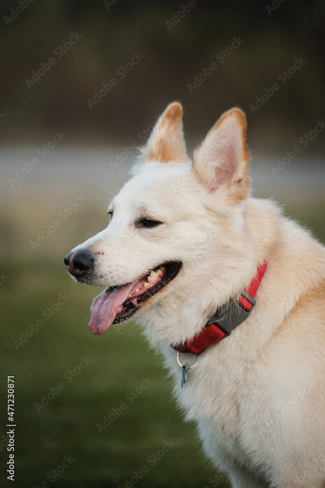 Kind house dog with red collar on background of green grass. Cute young mongrel dog of white red color portrait close up. Half breed of white Swiss shepherd and husky. Kind house dog with red collar on background of green grass. Cute young mongrel dog of white red color portrait close up. Half breed of white Swiss shepherd and husky.