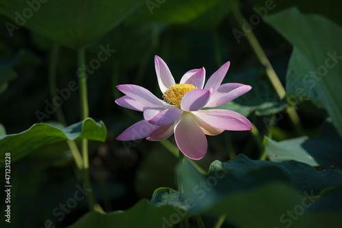 A white lotus blooming in the sun