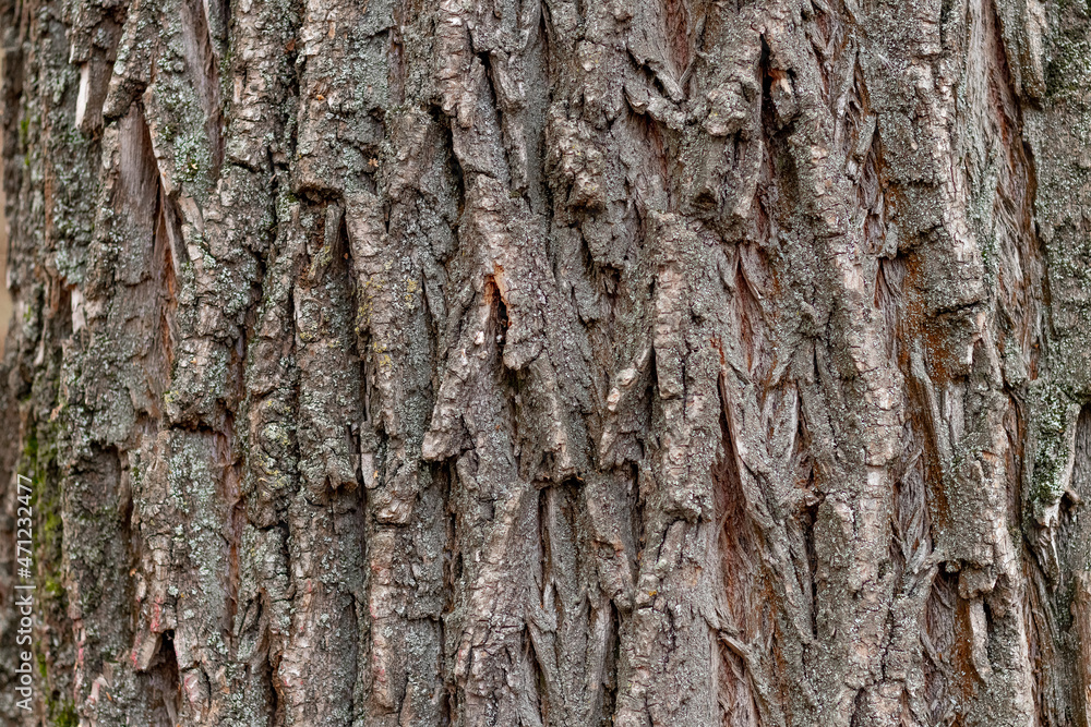 Naklejka premium Rough bark texture close up, background for design