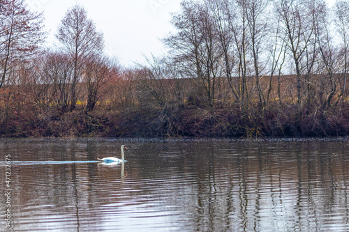 The white swan swims in the autumn on the river in which trees are reflected