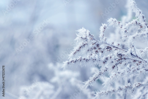 Frost covered tree branches on blurred background, winter background
