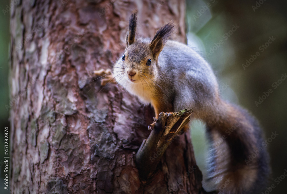 Fototapeta premium squirrel in the forest