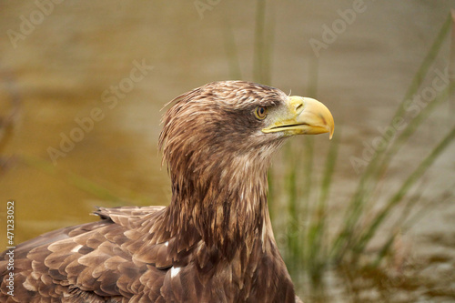 A detailed bald eagle head  yellow bill. The bird sits on the edge of the water  scanning the water s surface for fish