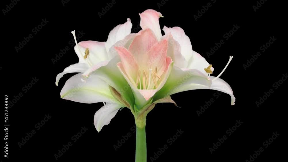 Time-lapse of opening white amaryllis Apple Blossom Christmas flower 6x1 in PNG+ format with ALPHA transparency channel isolated on black background
Time-lapse of opening white amaryllis Apple Blossom Christmas flower 6x1 in PNG+ format with ALPHA transparency channel isolated on black background