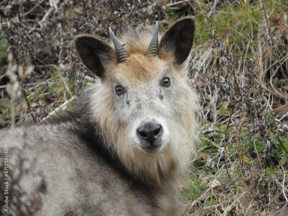 Fototapeta premium ニホンカモシカ